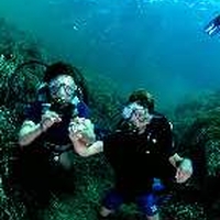 Minibee diving